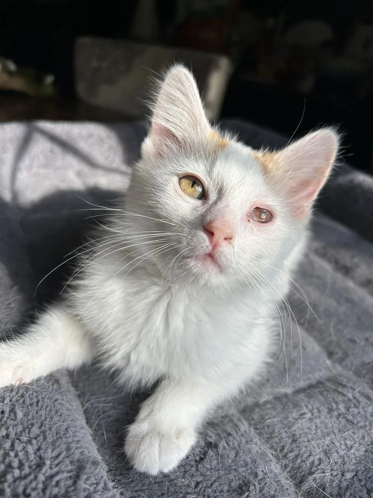 A baby small-sized male Orange & White Domestic Medium Hair cat named Butterscotch for adoption in West Mifflin, PA