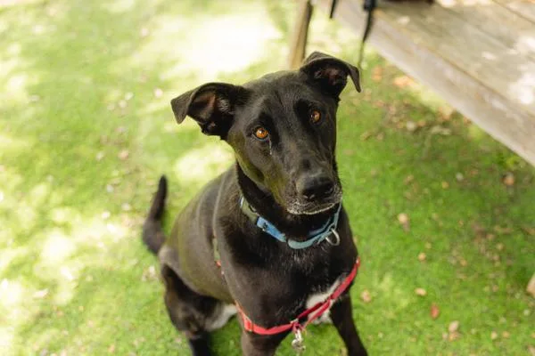 An adult large-sized female Labrador Retriever dog named Onyx for adoption in Escondido, CA