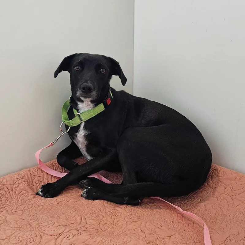 An adult medium-sized female Black Black Labrador Retriever dog named Star for adoption in Middletown, RI