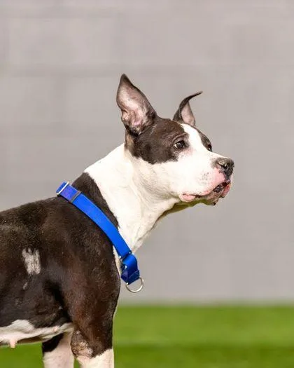 A senior large-sized female Mixed Breed dog named Alabama for adoption in West Chester, PA