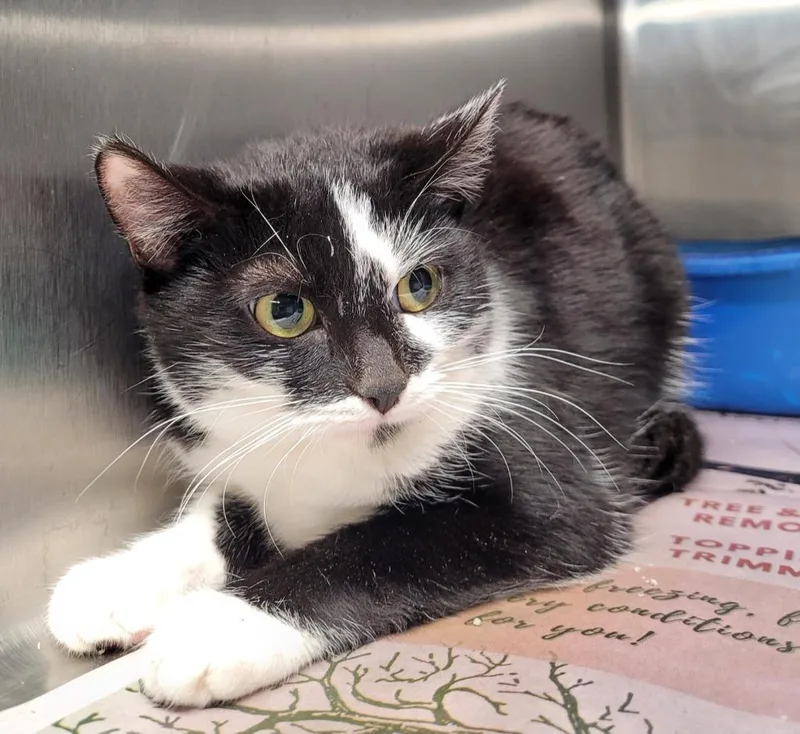 A young medium-sized female Domestic Short Hair cat named Turtle for adoption in Hopkinsville, KY