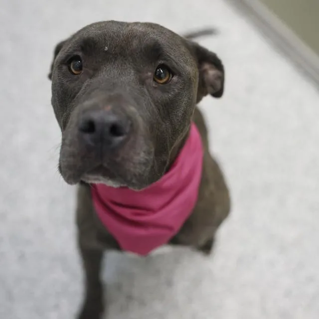 A young large-sized female American Staffordshire Terrier dog named Freya for adoption in San Antonio, TX