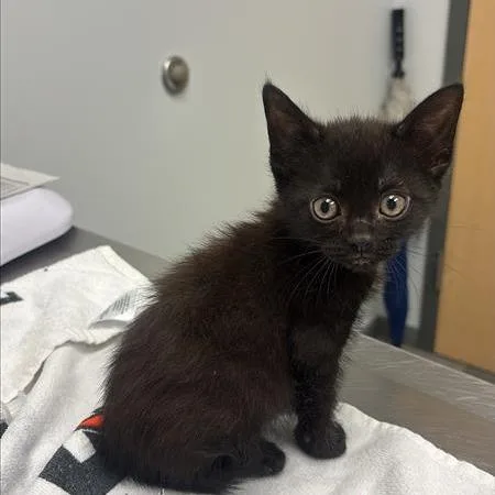 A baby small-sized male Black Domestic Short Hair cat named Diane for adoption in Jacksonville, FL