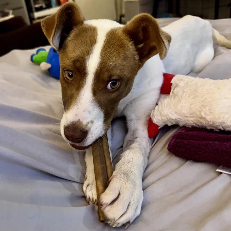 A baby small-sized female White / Cream Mixed Breed dog named Alcatraz for adoption in Buffalo, MN
