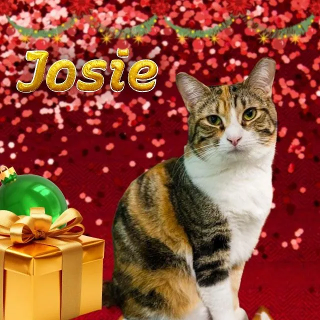 Josie thumbnail 2