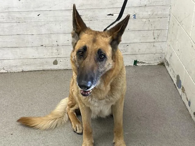 An adult medium-sized female German Shepherd Dog dog named Consuelo for adoption in San Bernardino, CA