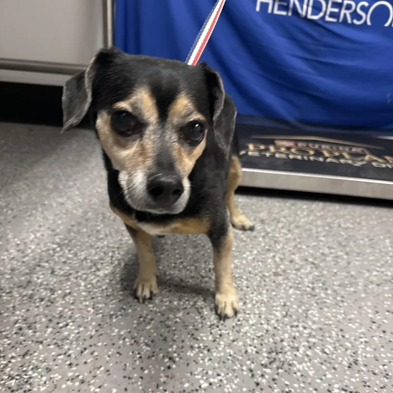 A senior small-sized male Black Chihuahua dog named Chewie for adoption in Henderson, NV