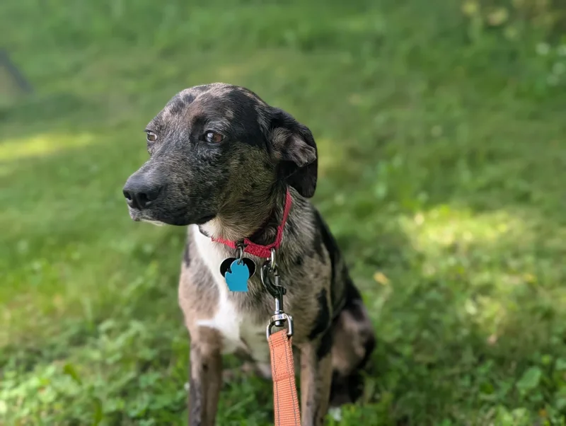 An adult medium-sized female Mixed Breed dog named Lucy for adoption in Fenton, MI
