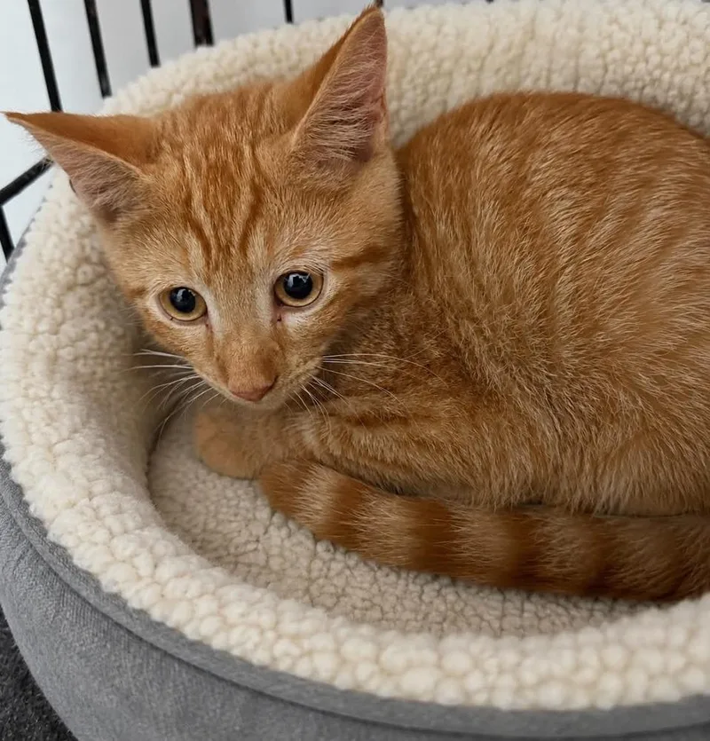 A baby small-sized male Orange & White Domestic Short Hair cat named Garlic for adoption in Evansville, IN