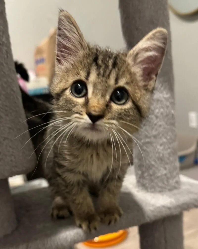 A young small-sized male Gray & White Tabby cat named Sampson Bonded To Smudge for adoption in Anthem, AZ