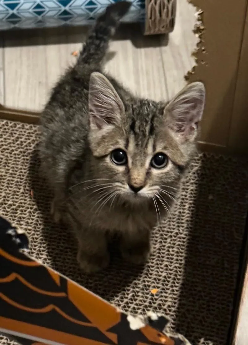 Sampson Bonded To Smudge thumbnail 2