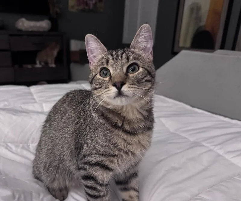 Sampson Bonded To Smudge thumbnail 3