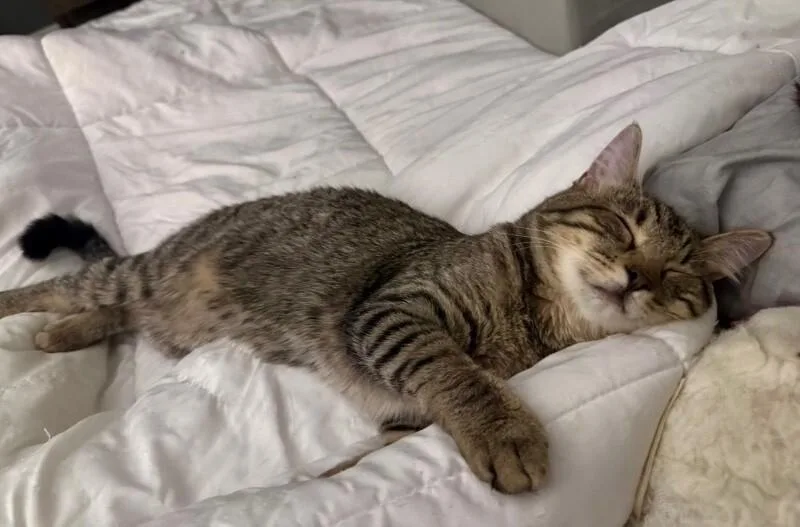 Sampson Bonded To Smudge thumbnail 5