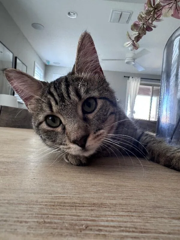 Sampson Bonded To Smudge thumbnail 6