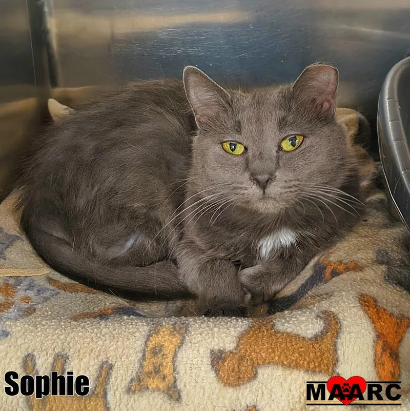 An adult medium-sized female Domestic Medium Hair cat named Sophie for adoption in Maryville, TN