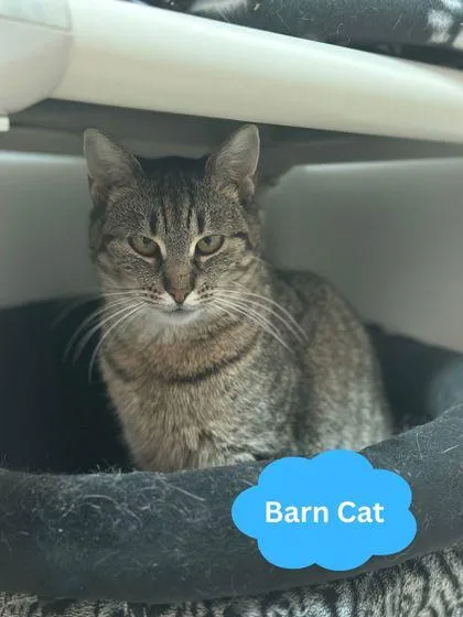 An adult medium-sized female Domestic Short Hair cat named Dolly for adoption in Traverse City, MI