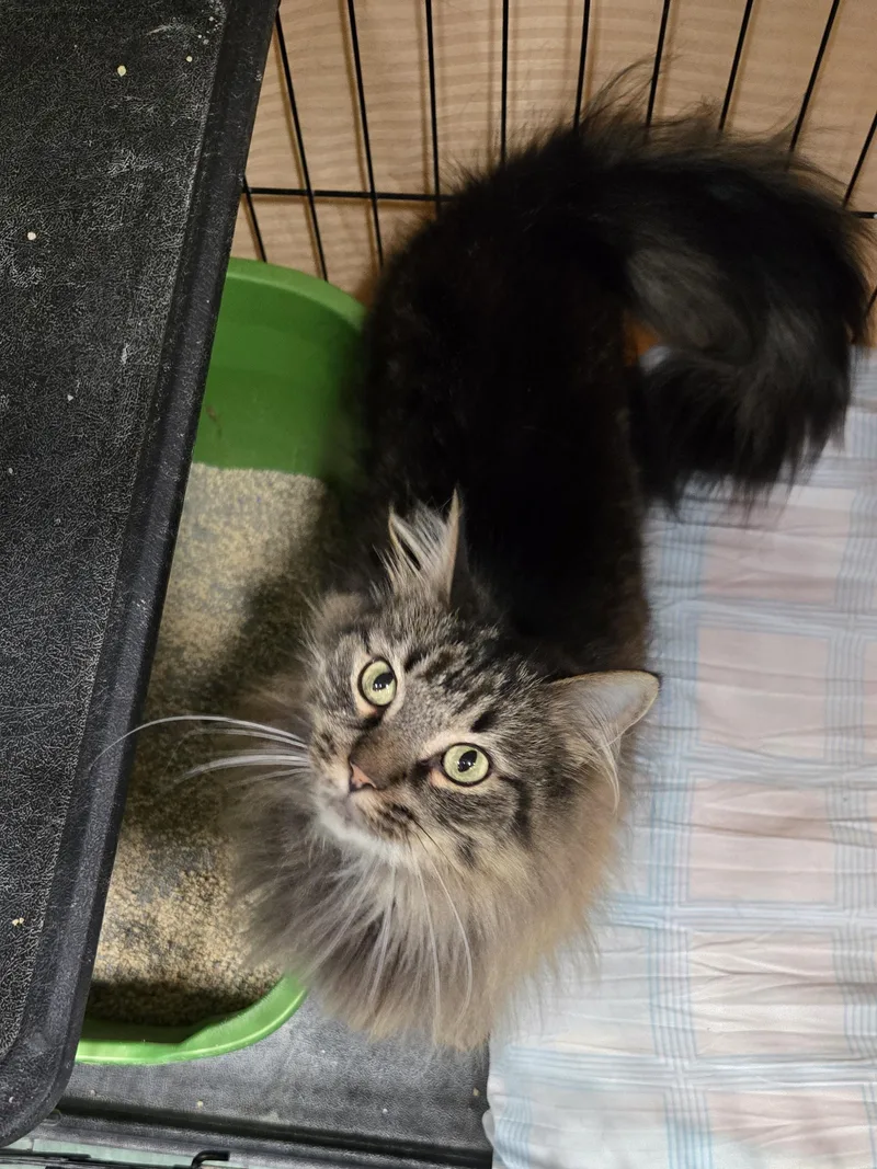 An adult medium-sized male Tabby (Brown / Chocolate) Domestic Long Hair cat named Artichoke for adoption in Mokena, IL