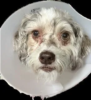 An adult small-sized female Apricot / Beige Havanese dog named Tula for adoption in Miami, FL