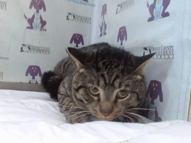 A young small-sized male Domestic Short Hair cat named Koby for adoption in Orlando, FL