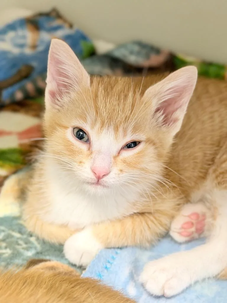 A baby medium-sized female Domestic Short Hair cat named Rosalina for adoption in Menomonie, WI