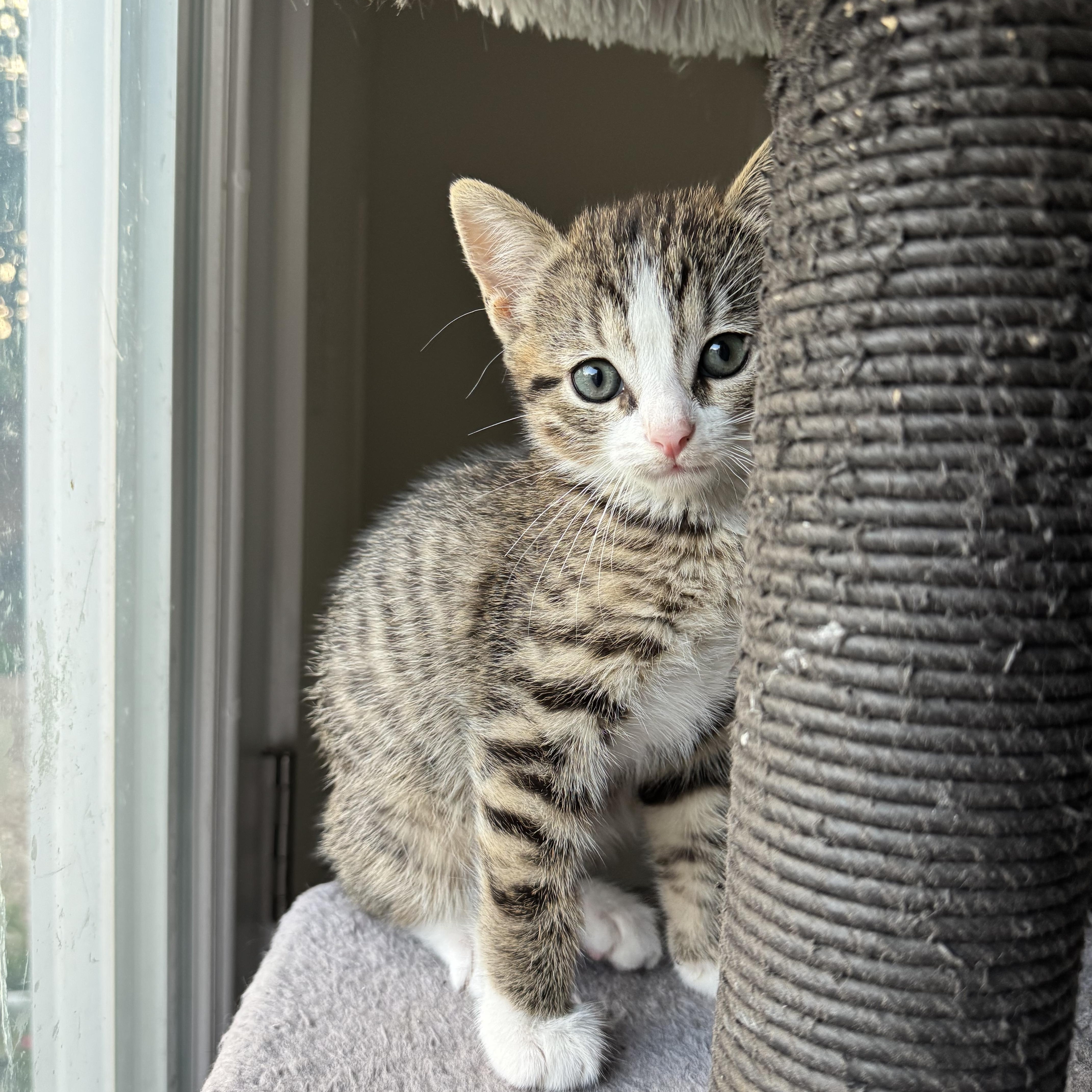 A baby small-sized male Tabby (Buff / Tan / Fawn) American Shorthair cat named Muffin for adoption in Houston, TX
