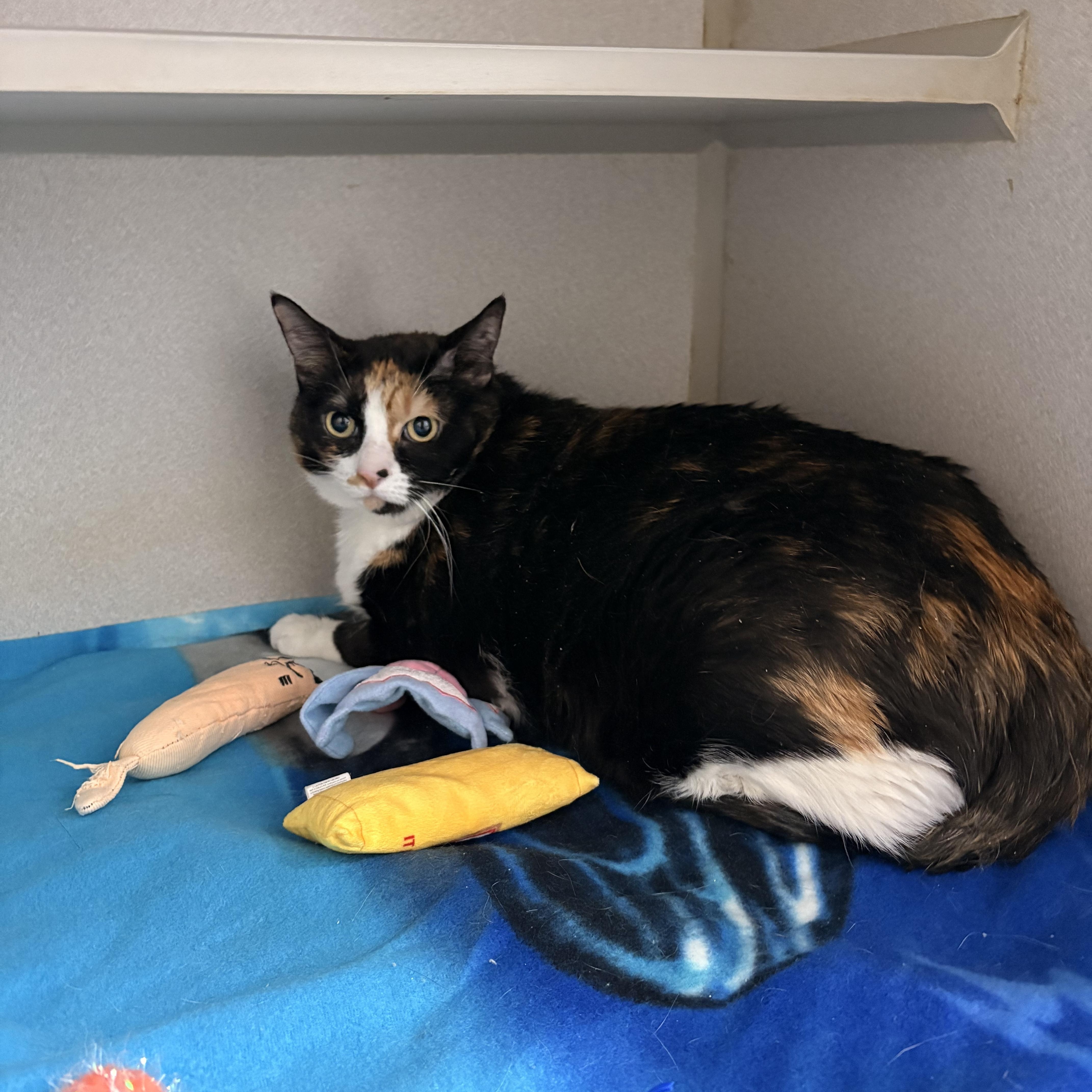 An adult extra large-sized female Calico Domestic Short Hair cat named Patches for adoption in Bisbee, AZ