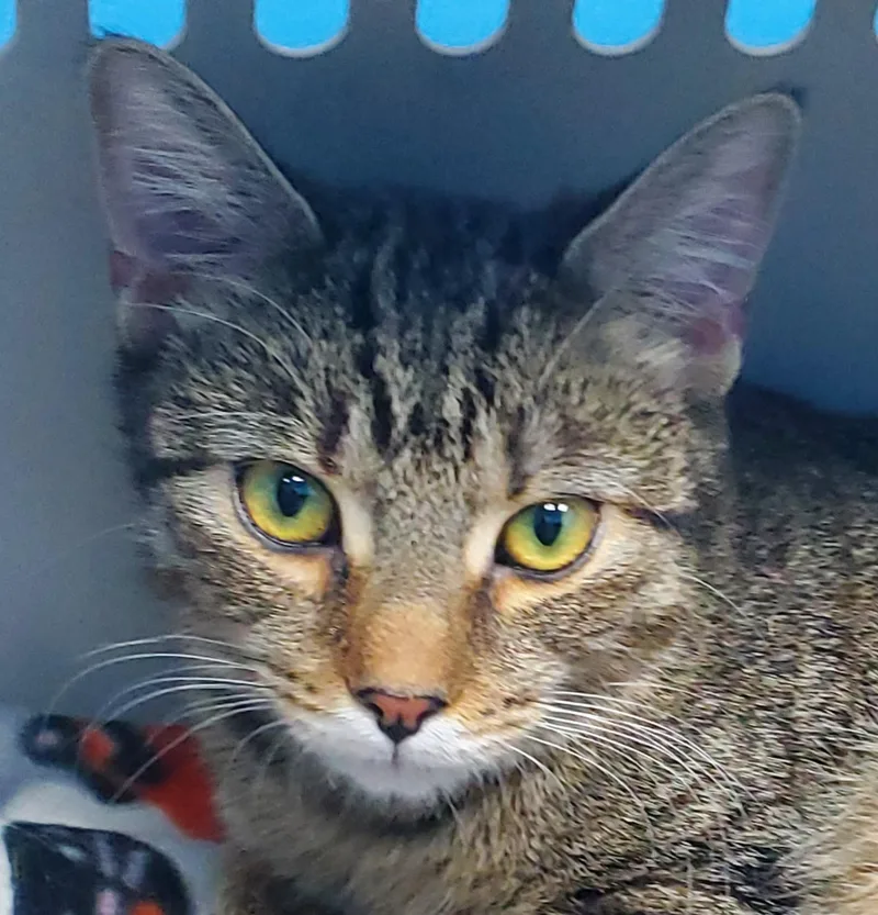 A young medium-sized female Tabby (Tiger Striped) Domestic Short Hair cat named Bonnie for adoption in Bridgeport, CT