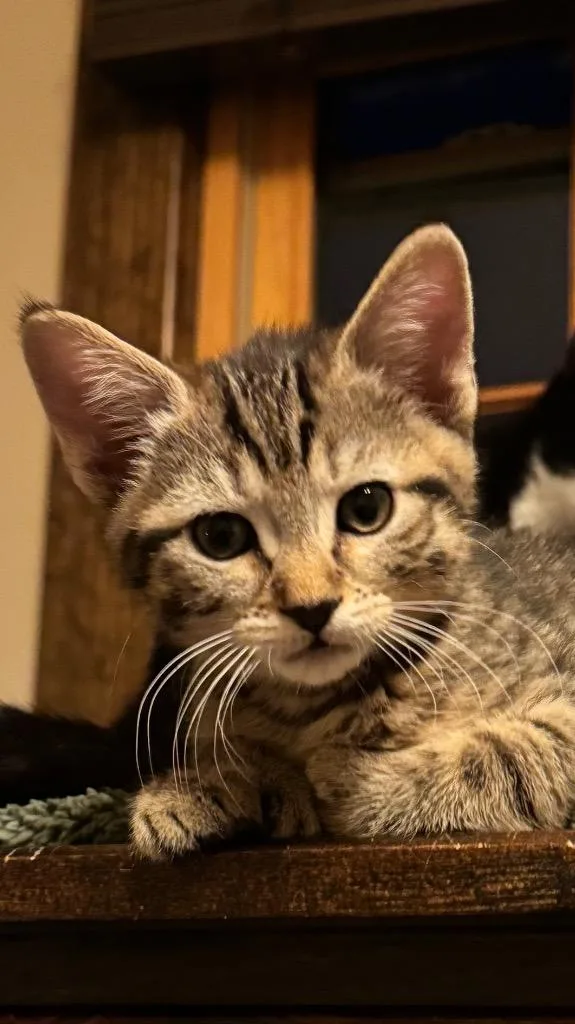 A baby small-sized female Domestic Short Hair cat named Yuma for adoption in Ewing, NJ