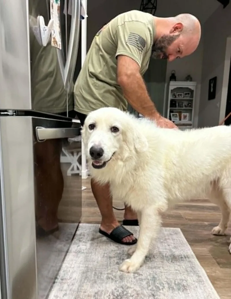 An adult large-sized male Great Pyrenees dog named Hancock SAT for adoption in Quinlan, TX