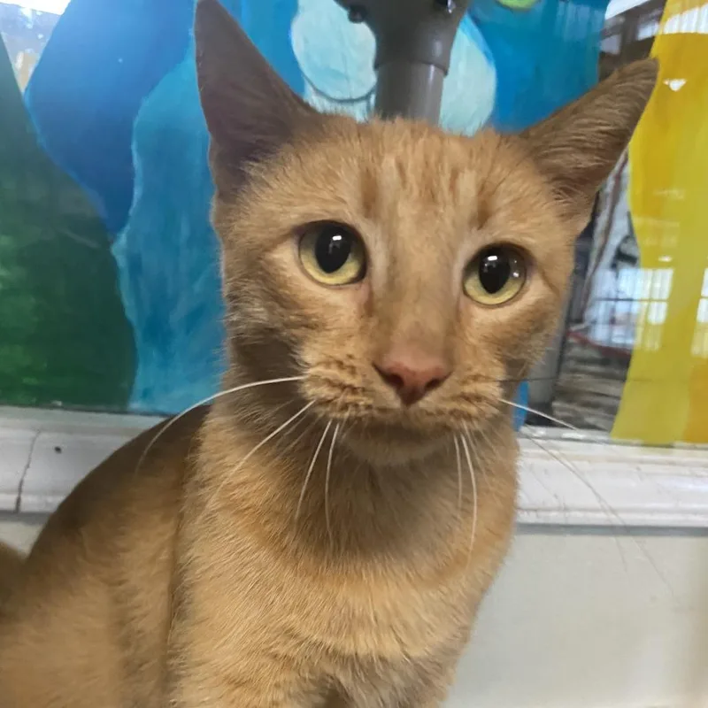 An adult medium-sized female Domestic Short Hair cat named Marigold for adoption in Fletcher, NC