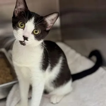 A baby small-sized female Black Domestic Short Hair cat named Inky for adoption in New Fairfield, CT
