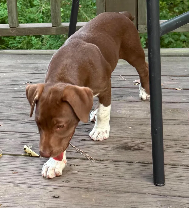 A baby large-sized female Brown / Chocolate Chocolate Labrador Retriever dog named Bon Bon aka for adoption in Hortense, GA