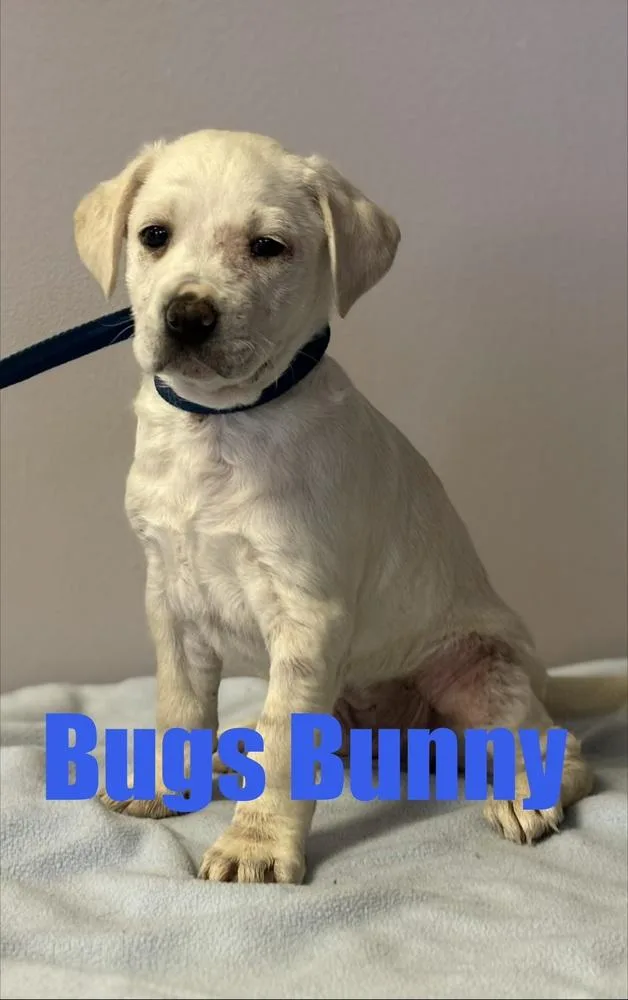A baby medium-sized male White / Cream Terrier dog named Bugs Bunny for adoption in Irwin, PA