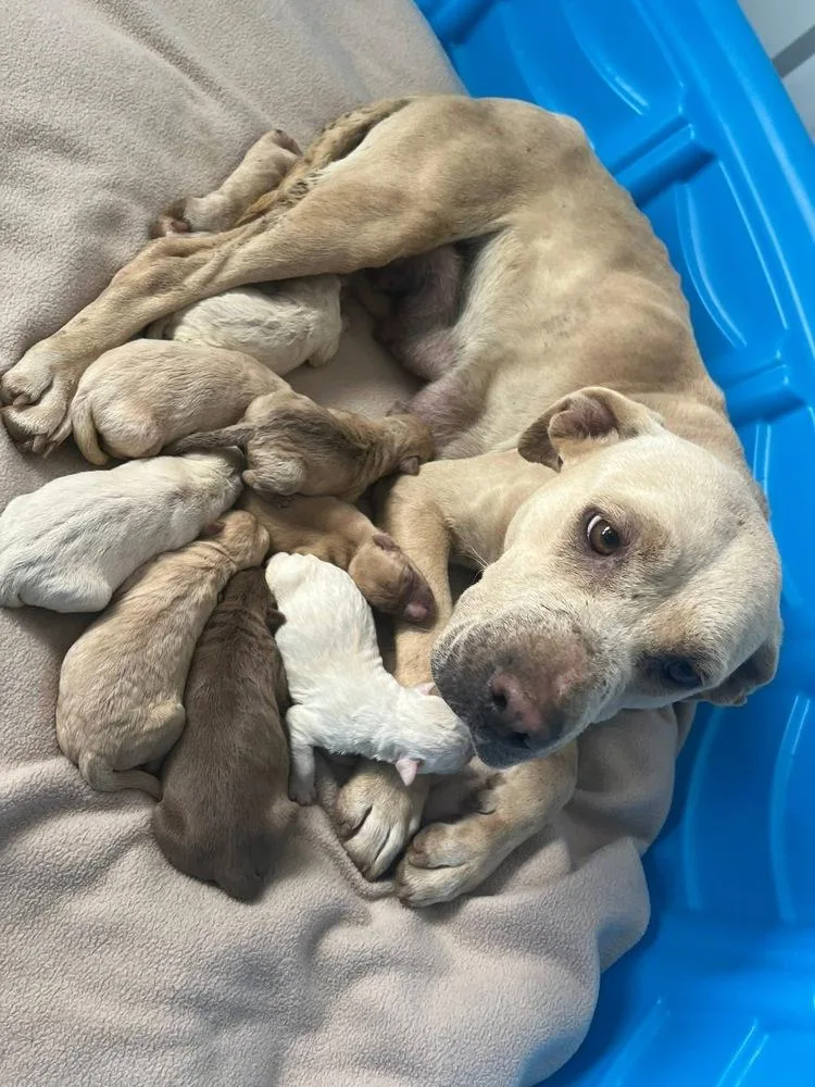 Bugs Bunny thumbnail 2