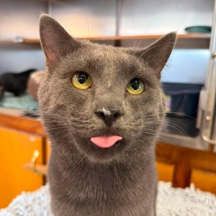 An adult medium-sized male Gray / Blue / Silver Russian Blue cat named Cowboy for adoption in Wilmington, NC