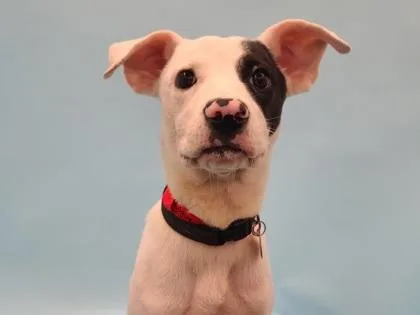A young medium-sized female Pointer dog named Rogue for adoption in Golden Valley, MN