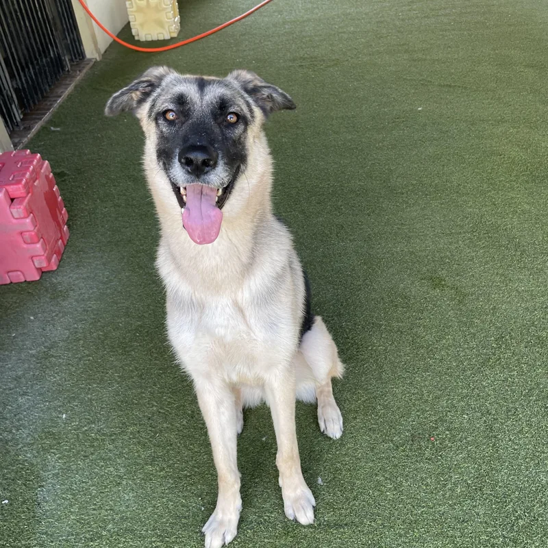 An adult large-sized male German Shepherd Dog dog named Bear for adoption in Houston, TX