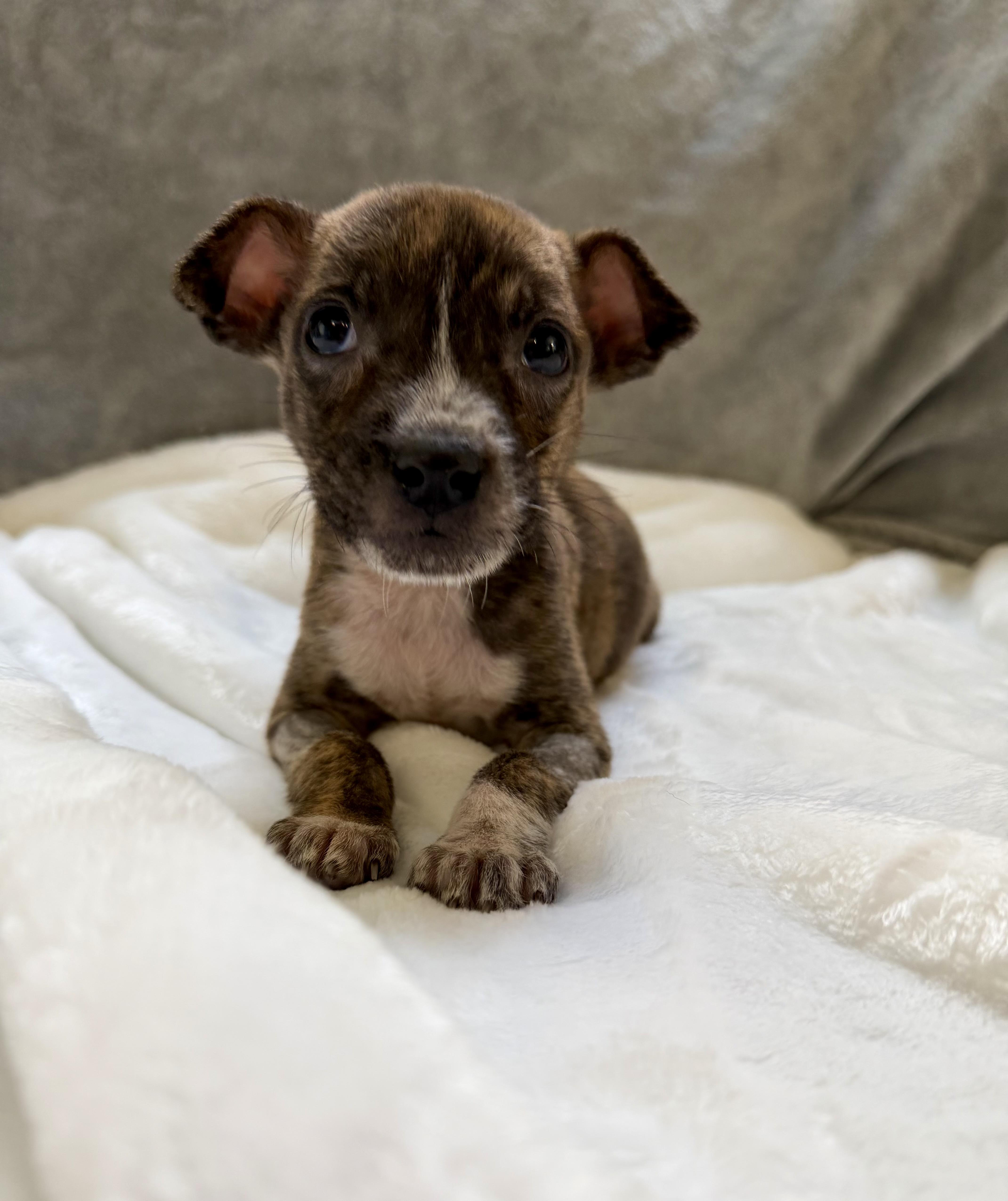 A baby medium-sized male Brindle Terrier dog named Barkley for adoption in Plainfield, IL