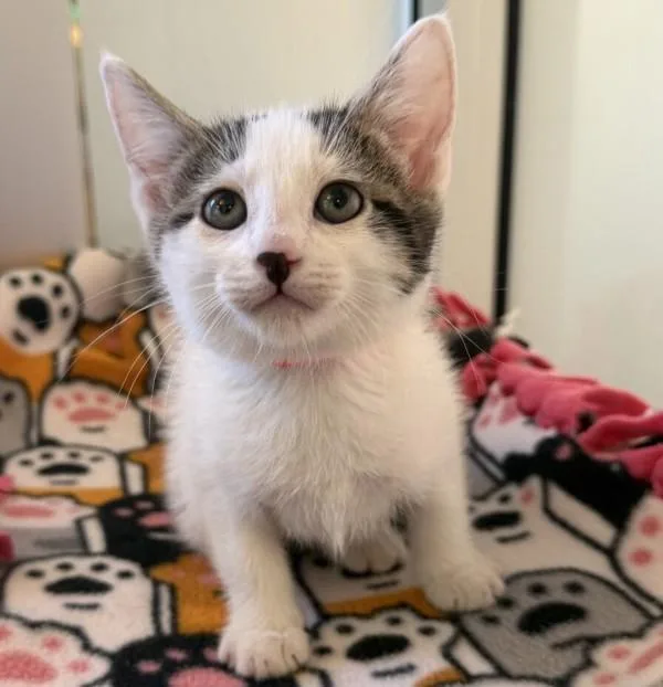 A baby small-sized female Domestic Short Hair cat named Rosita for adoption in Dublin, CA