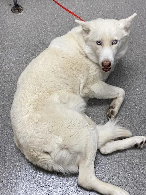 An adult large-sized female Husky dog named Ella for adoption in Las Vegas, NV