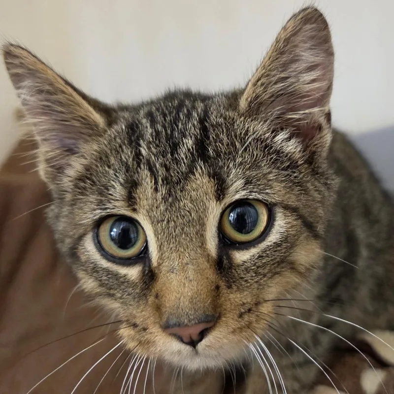 A baby medium-sized male Brown / Chocolate Domestic Short Hair cat named Elliot for adoption in Zanesville, OH