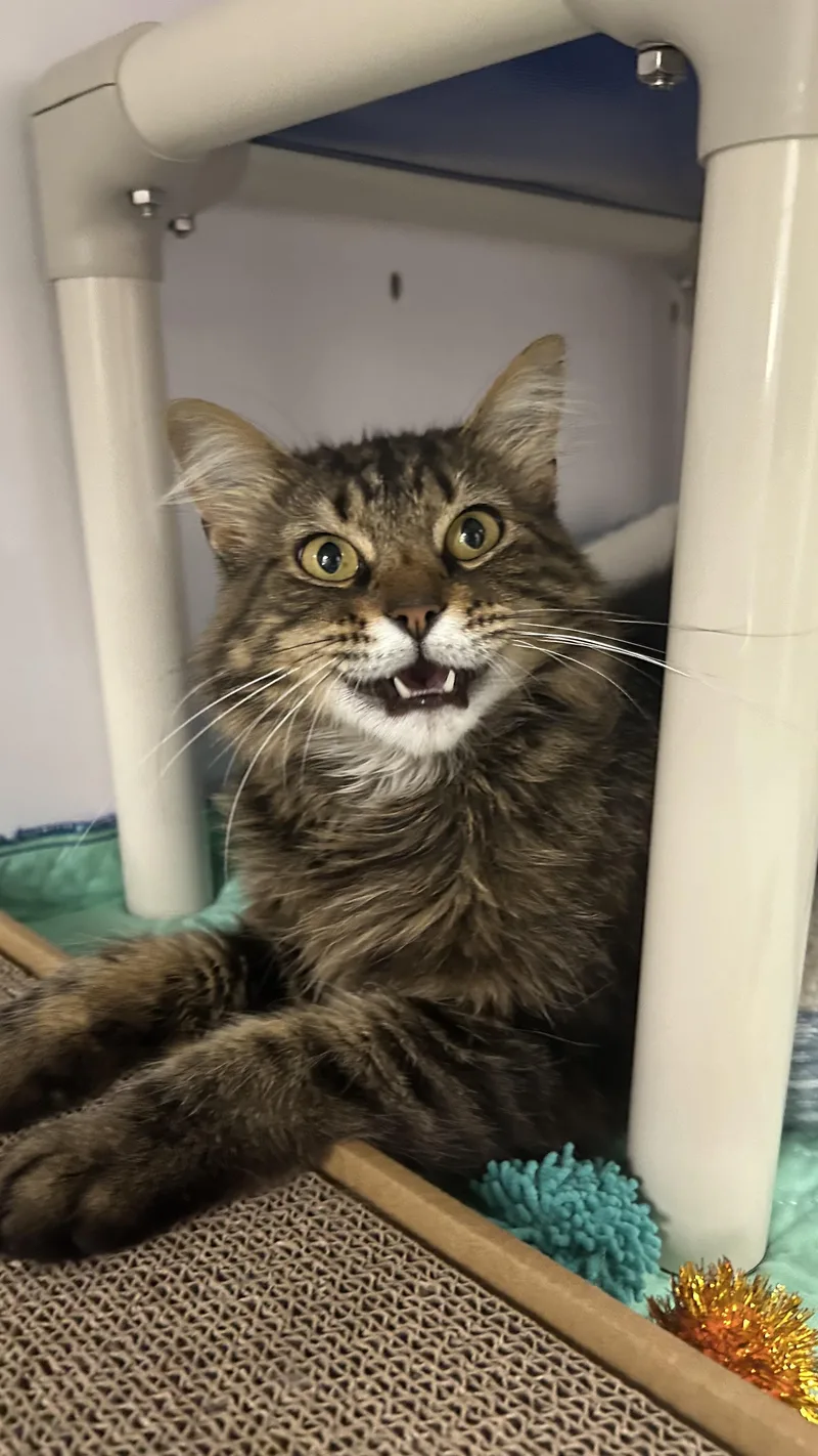 An adult medium-sized female Tabby (Brown / Chocolate) Domestic Long Hair cat named Farryn for adoption in White Oak, PA