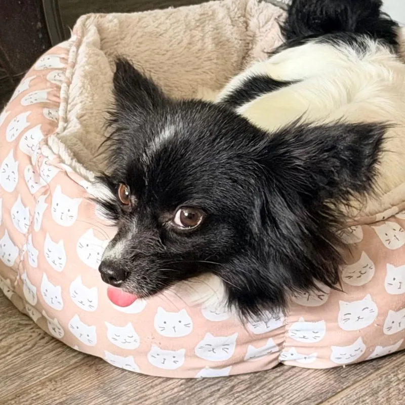 An adult small-sized female White / Cream Papillon dog named Colette for adoption in Sinking Spring, PA