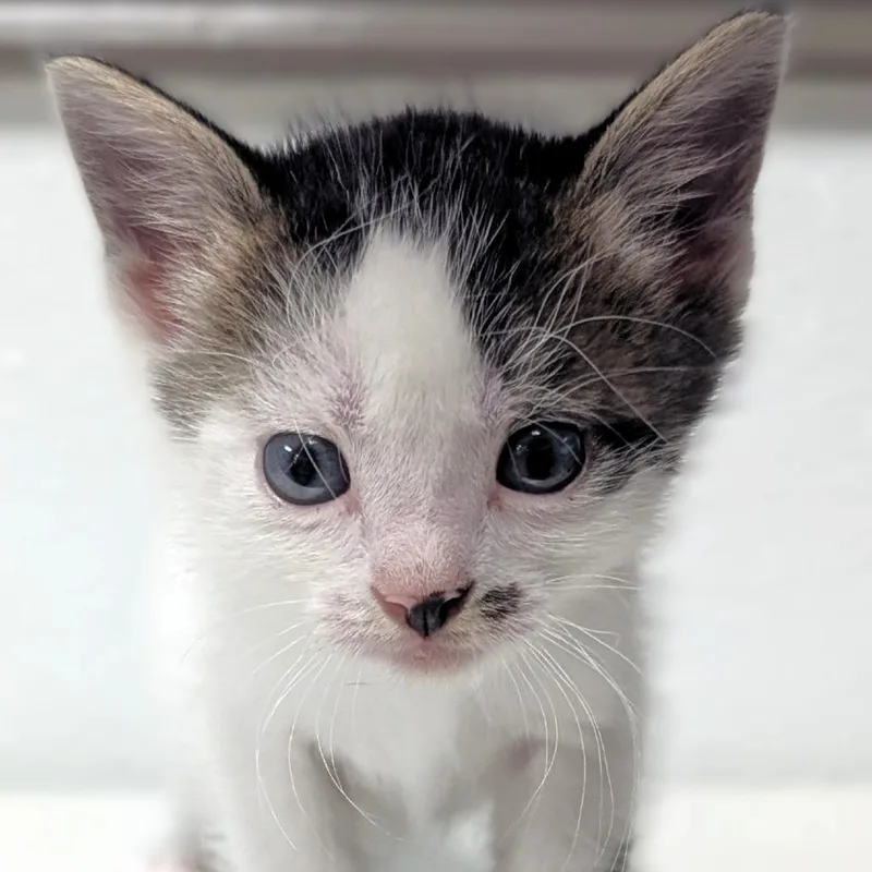A baby small-sized male White Domestic Short Hair cat named Dilly for adoption in Buchanan Dam, TX