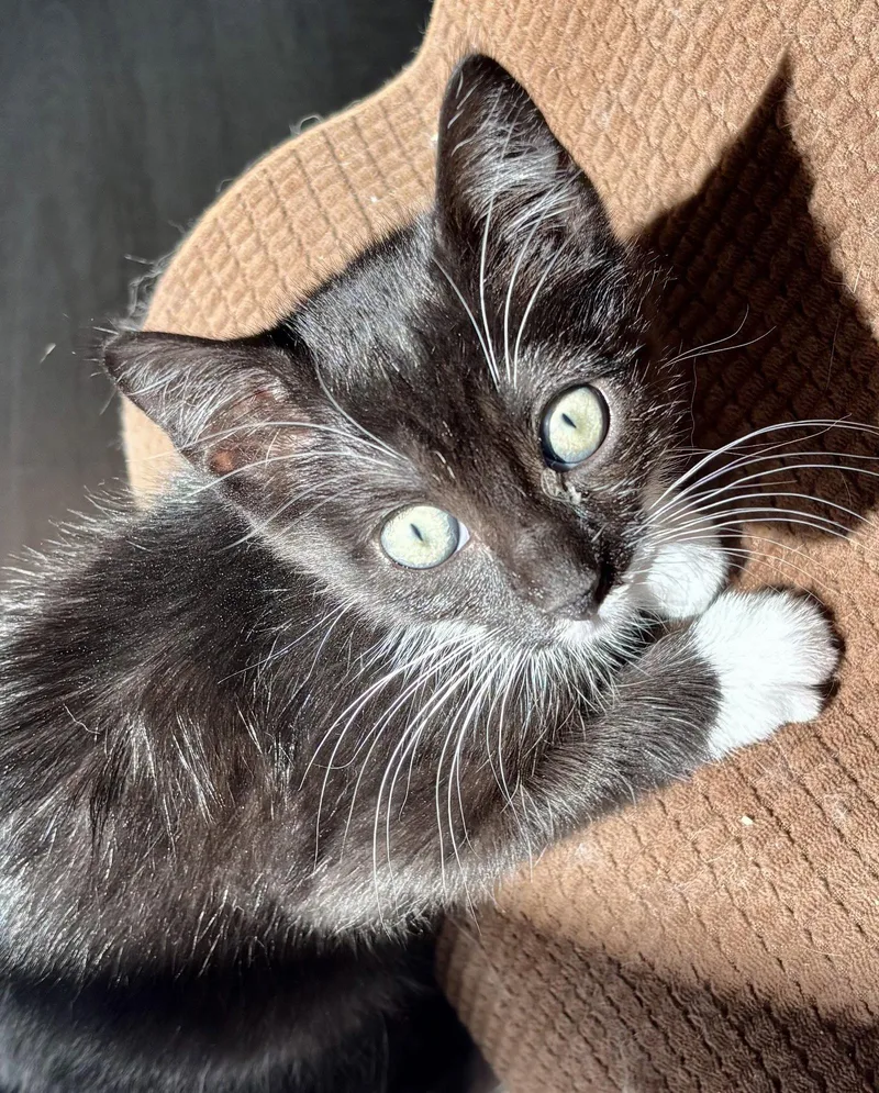 A baby medium-sized female Tuxedo cat named Paula for adoption in Antioch, CA