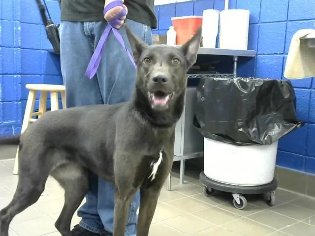 A young medium-sized female Australian Kelpie dog named Wave for adoption in Albuquerque, NM
