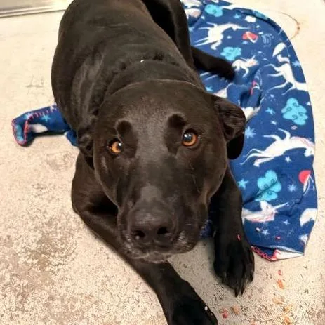 An adult large-sized female Brown / Chocolate Mixed Breed dog named Grace for adoption in Davenport, IA