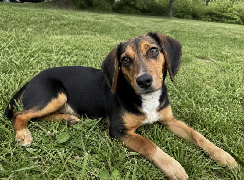 A young small-sized female Beagle dog named Sweet Pea for adoption in Mount Prospect, IL