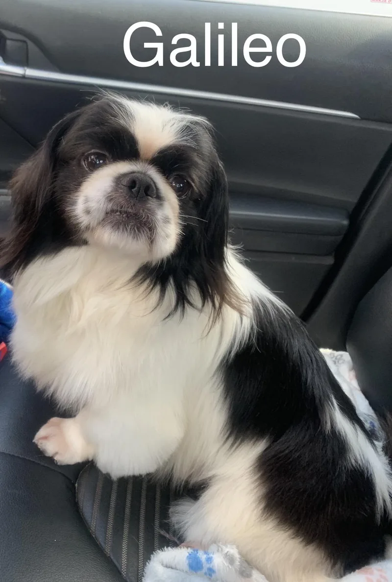An adult small-sized male Pekingese dog named Galileo for adoption in Texarkana, TX