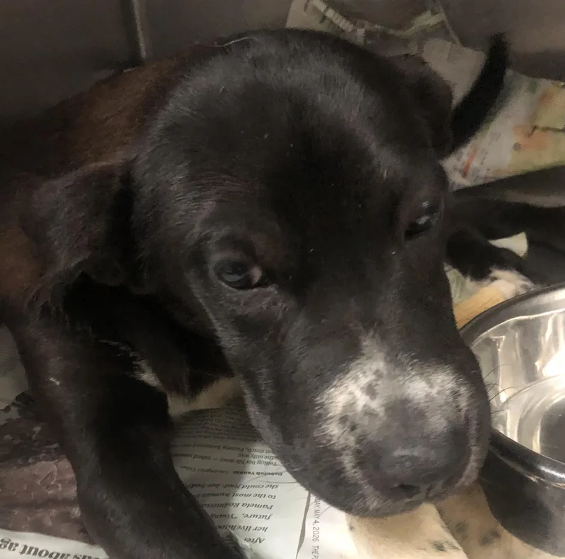 A baby medium-sized male White / Cream Mixed Breed dog named Rune for adoption in Parma, OH
